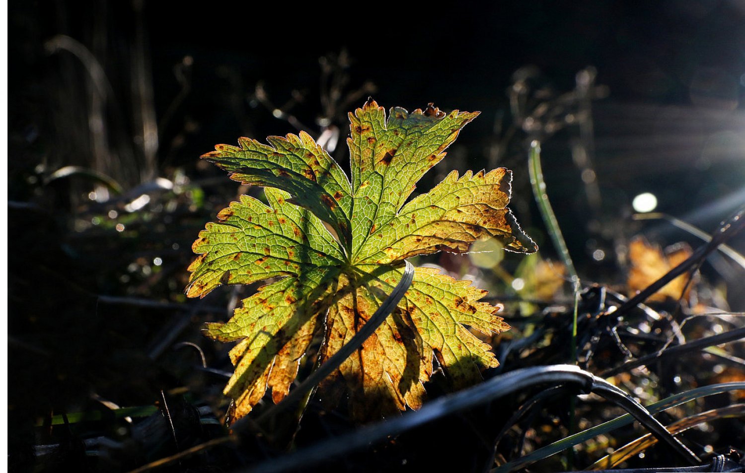 Der Main-Kinzig-Kreis gibt Tipps zum Insektenschutz im Herbst und Winter.