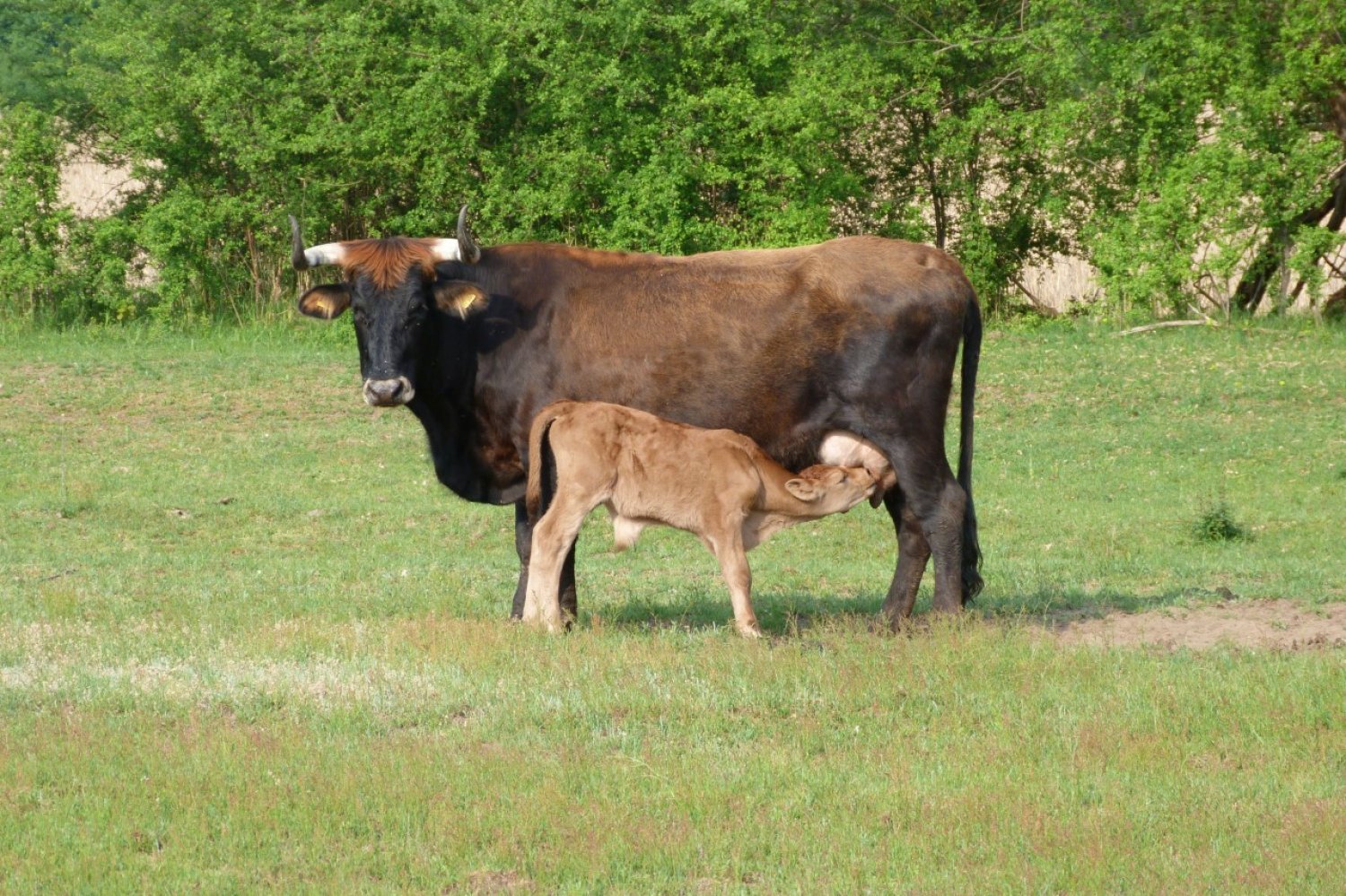 Ein echter Hingucker: die Heck-Rinder bekommen und säugen ihre Kälber auf der Weide.