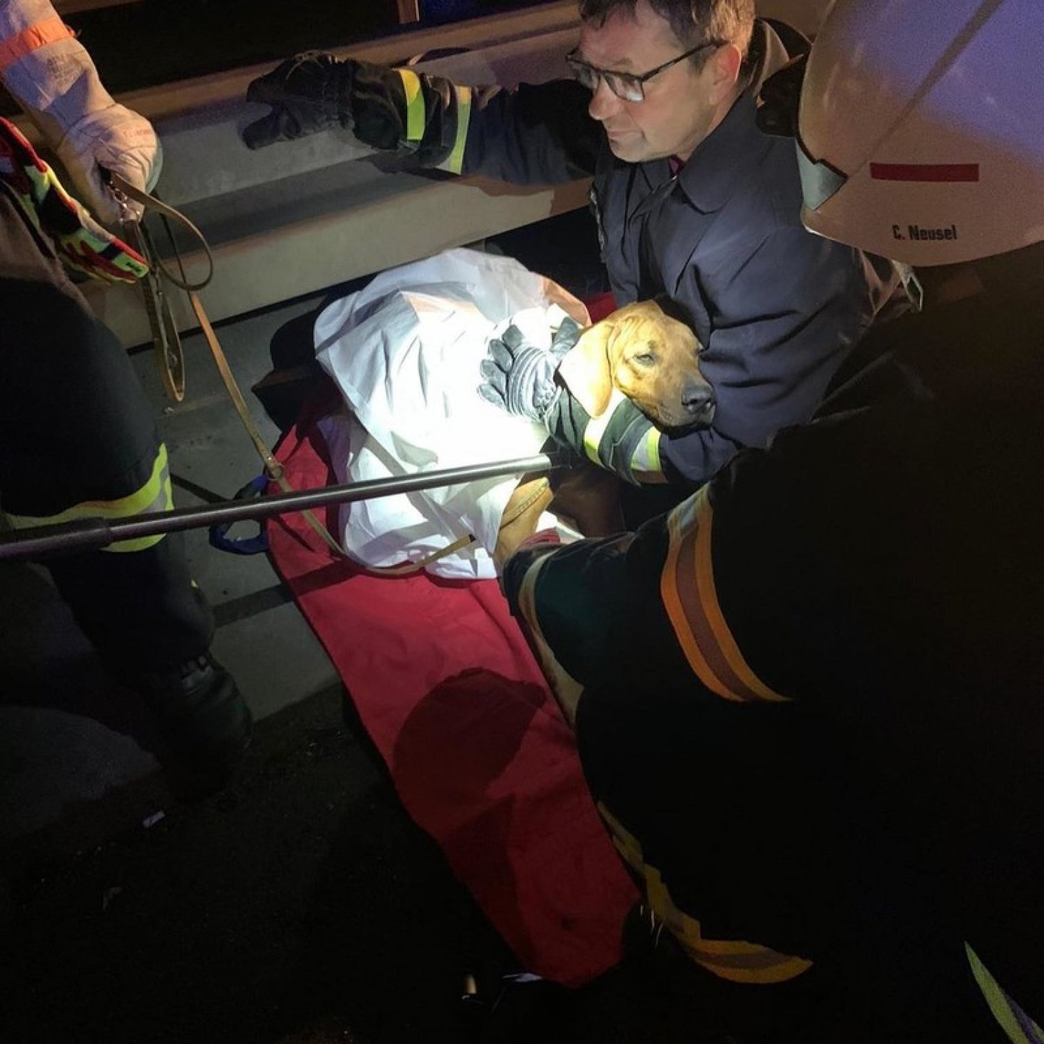 Laut ersten Informationen wurde der Hund von einem Fahrzeug angefahren Fotos: Feuerwehr Bad Hersfeld/Facebook