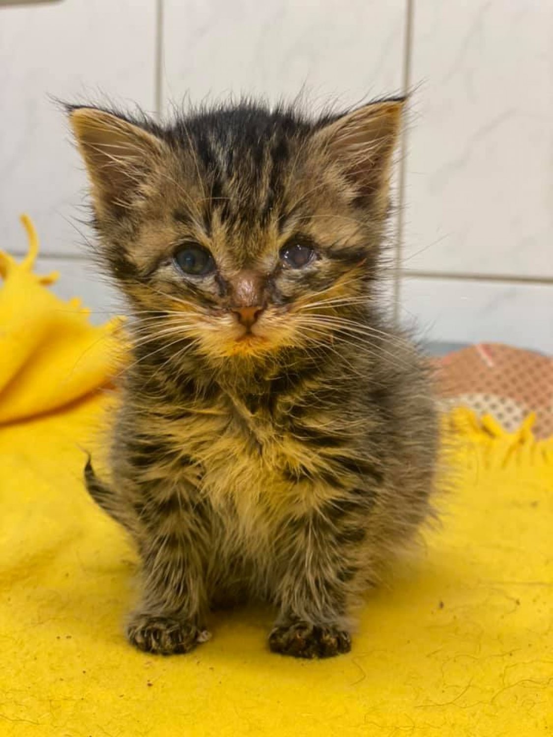 So kennen wir die kleine Rosalie, noch geschwächt von ihrer Katzenseuche