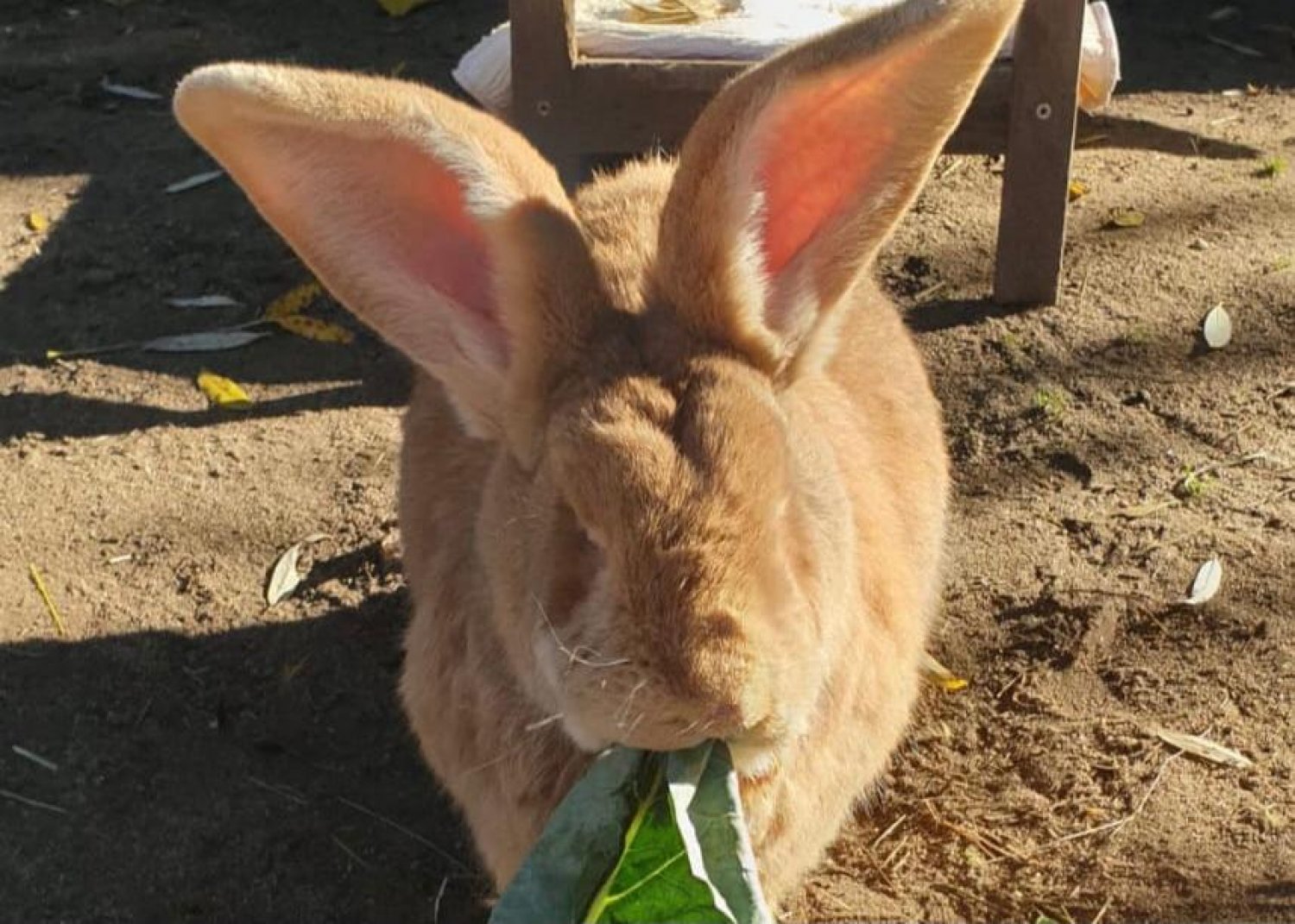 Wird seit Silvester schmerzlich vermisst: Riesenkaninchen Chubby aus Hanau-Kesselstadt.