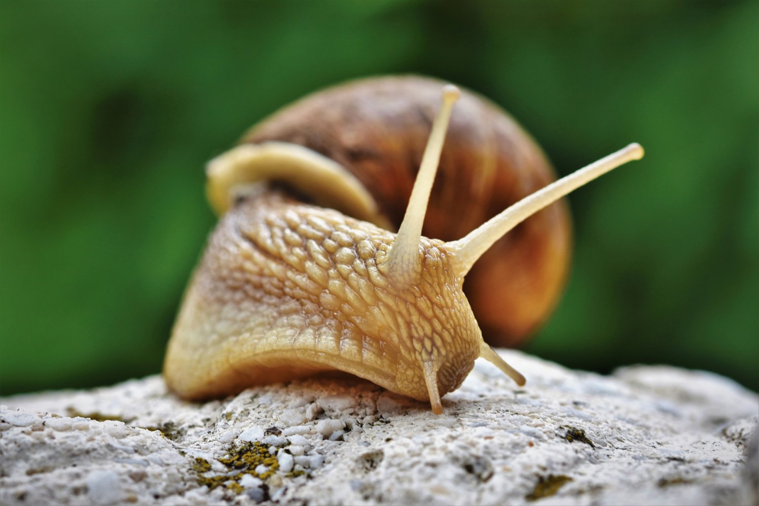 Die Siegerschnecken sind etwas fotoscheu, daher muss diese Internet-Schnecke herhalten