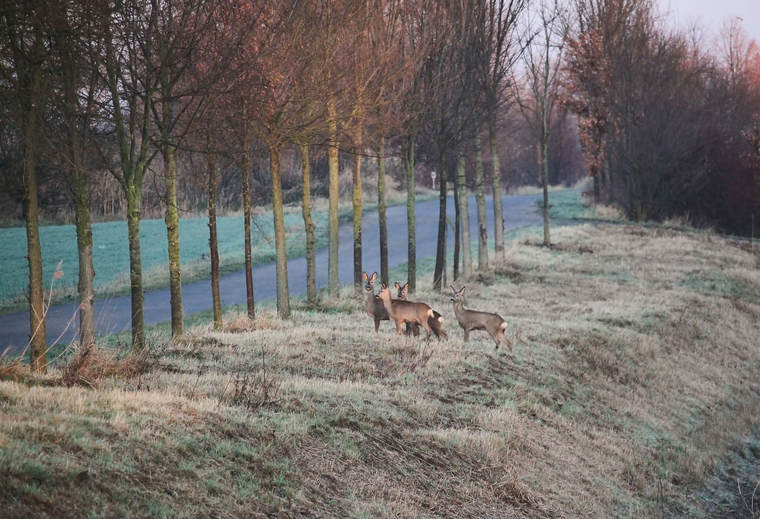 Vor allem auf Landstraßen, durch Wälder und durch Gebiete mit dichtem Randbewuchs ist das Fahren besonders kritisch.