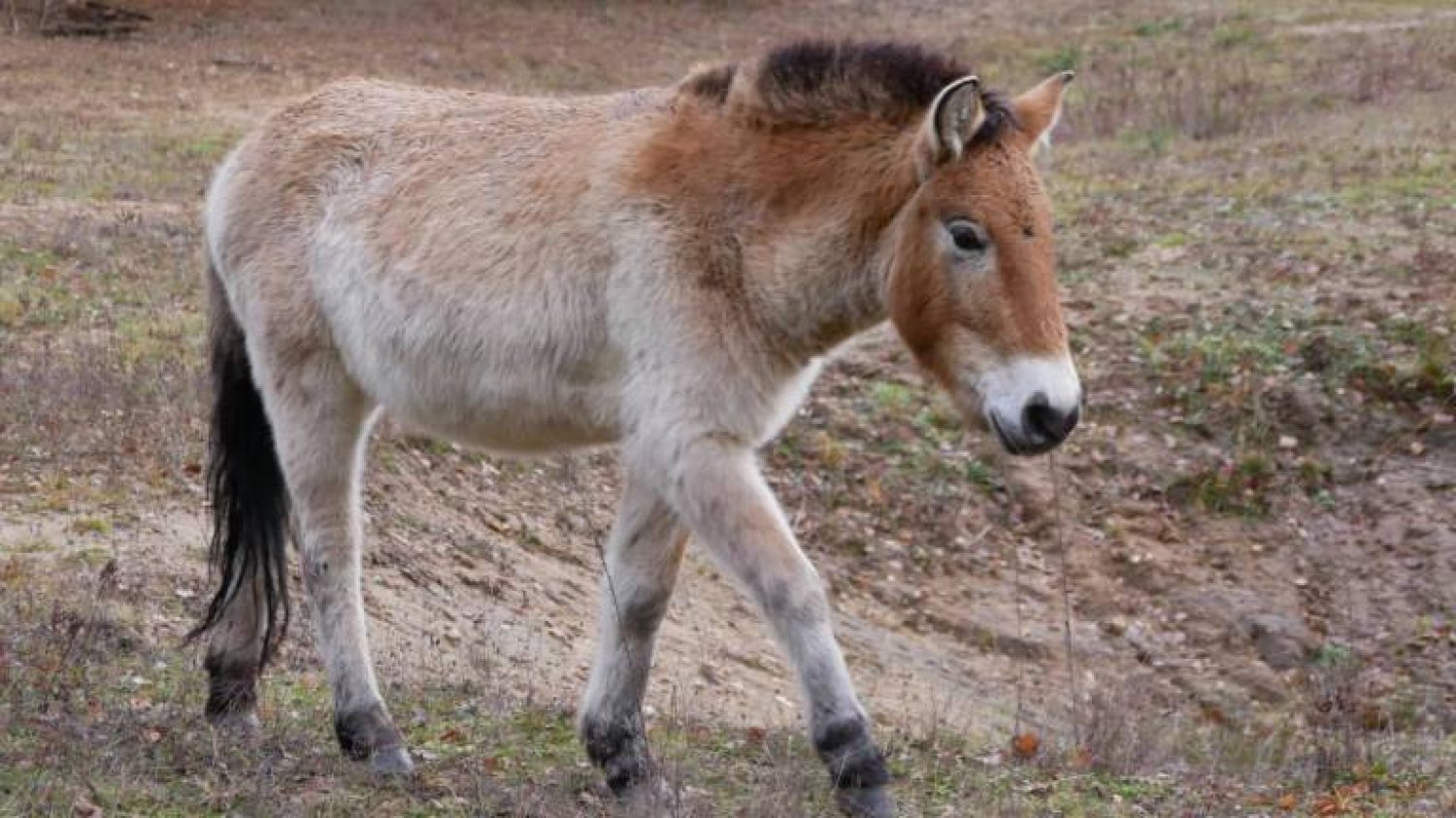 Neuzugang Erika hat sich nach anfänglichen Schwierigkeiten gut in die Hanauer Przewalski-Herde integriert.