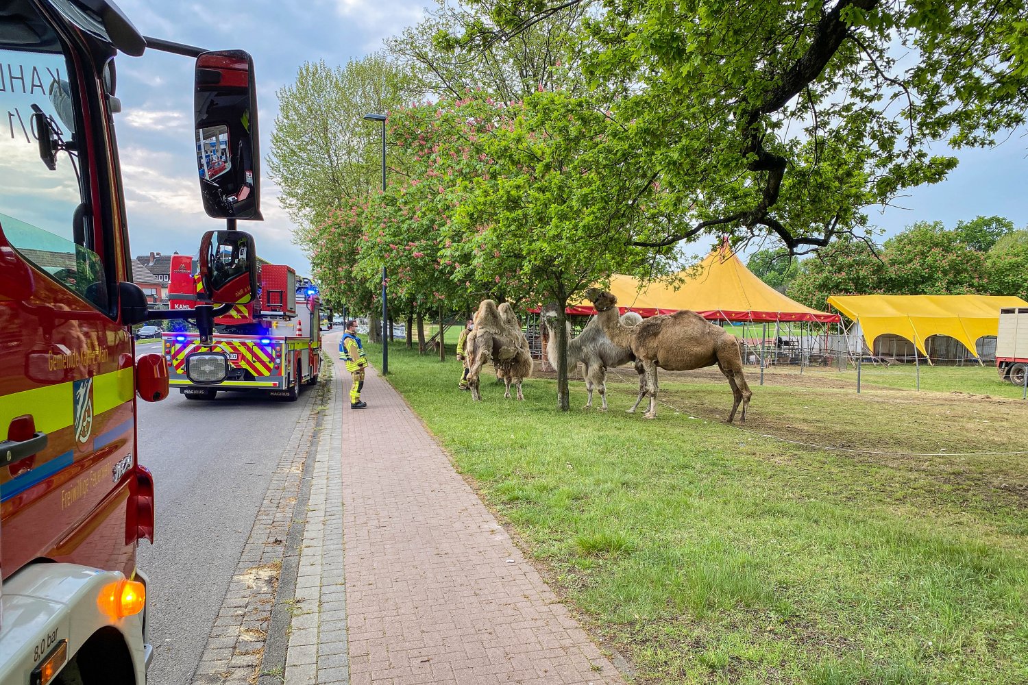 Tierischer Einsatz für die Feuerwehr Kahl am Main (Landkreis Aschaffenburg) am Mittwochmorgen.