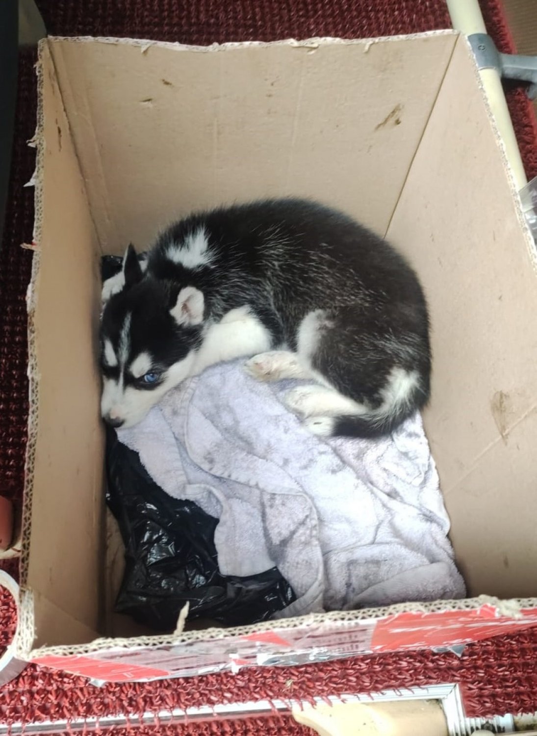 Bei der Durchsicht des Laderaums fanden die Beamten einen kleinen Husky-Welpen, der in einem Karton transportiert wurde.