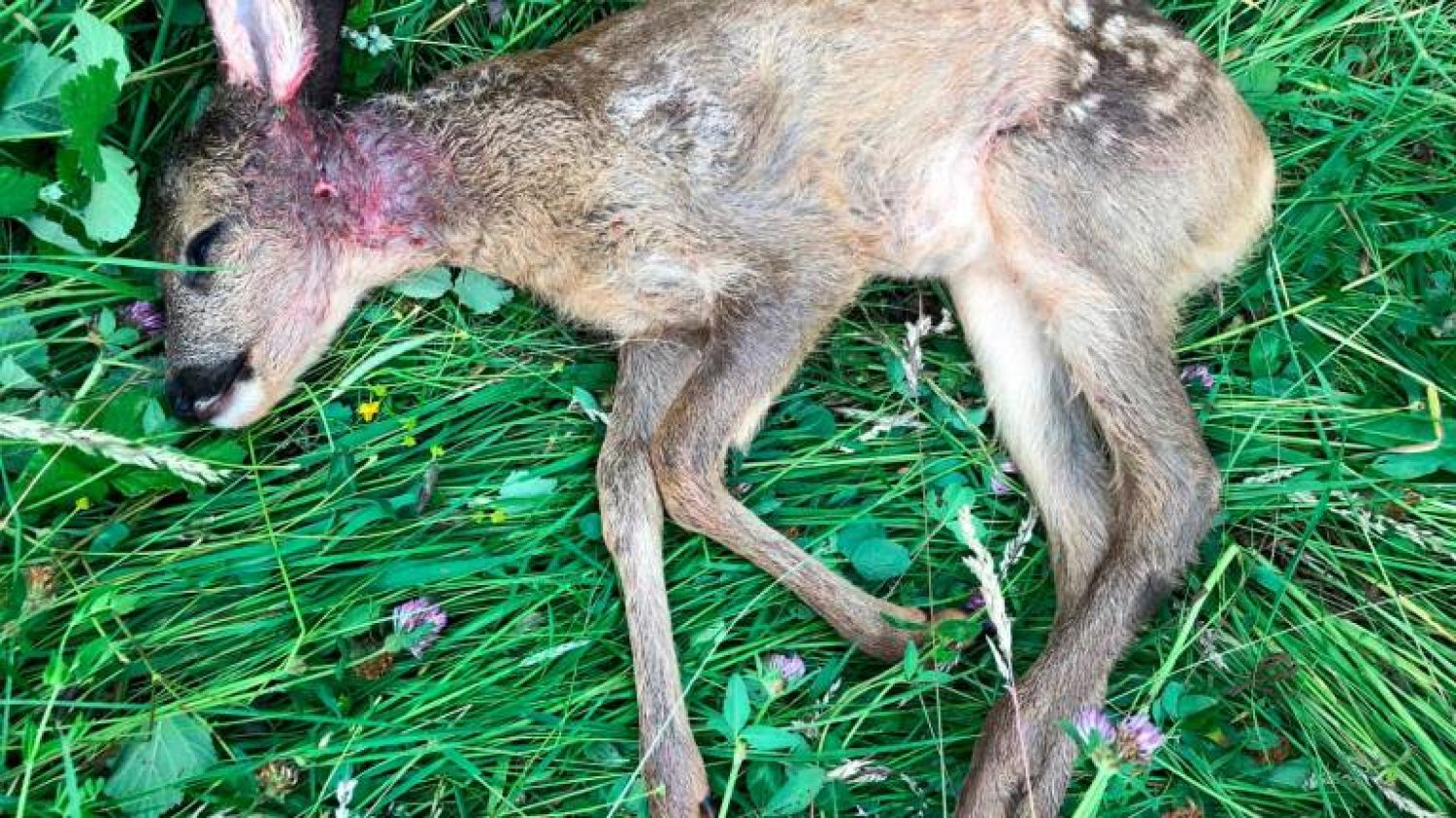 Ein Tierarzt diagnostizierte einen Hundebiss als Todesursache des Kitzes.