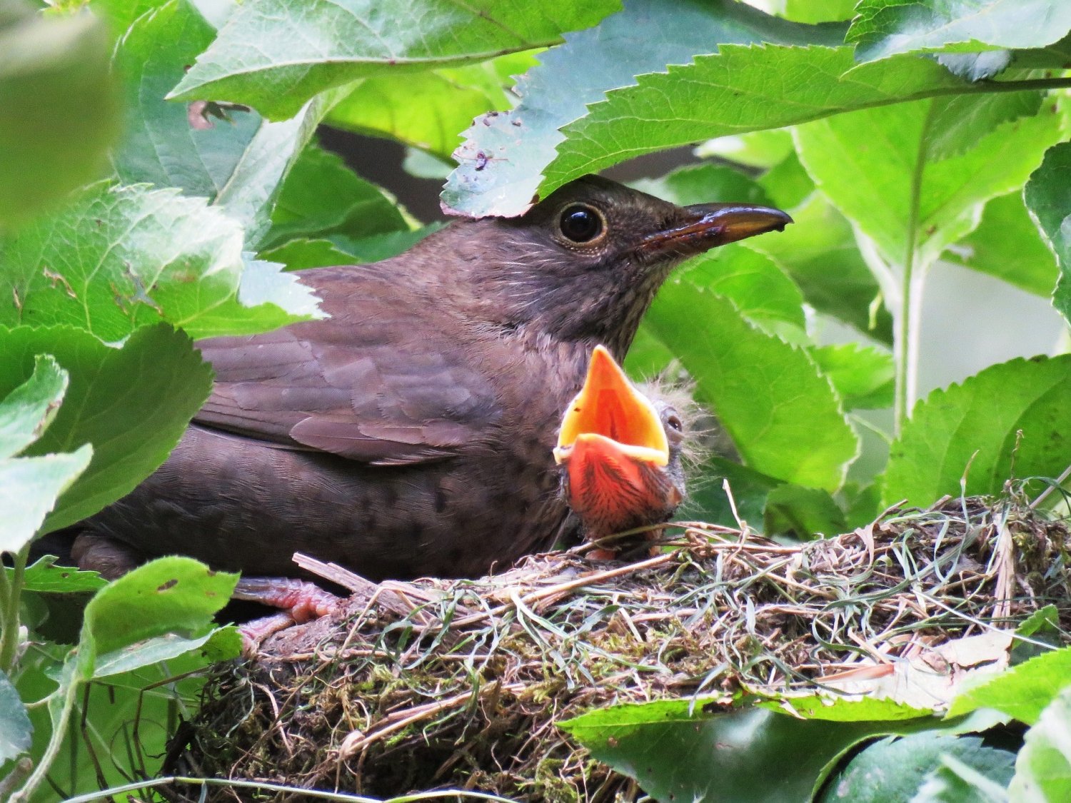 Bis Ende Juli brüten viele Singvögel, wie beispielsweise Amsel, im Schutz des dichten Blattwerks in Gärten, Friedhöfen und Parkanlagen. 
