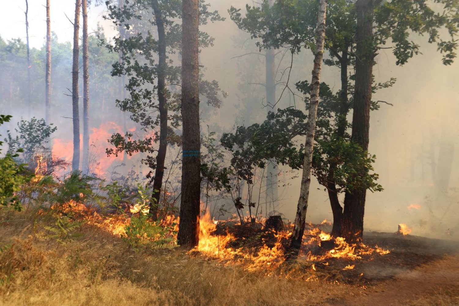Der Waldbrand am Montag in Hanau
