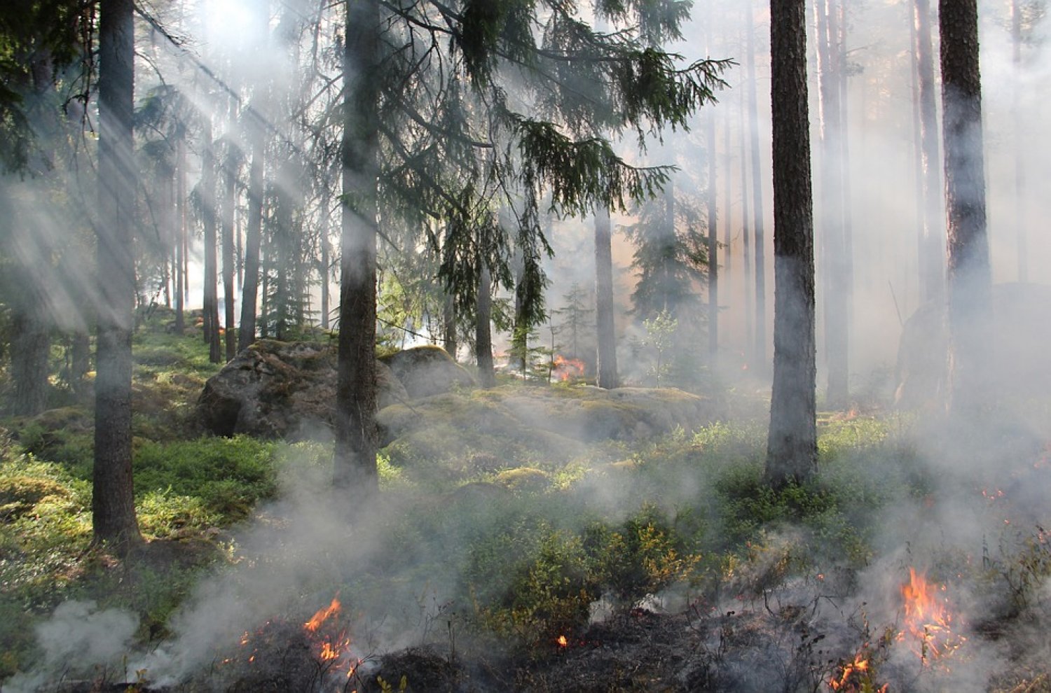 Vorerst Enstapnnung der Waldbrandgefahr, dennoch ist Vorsicht geboten.