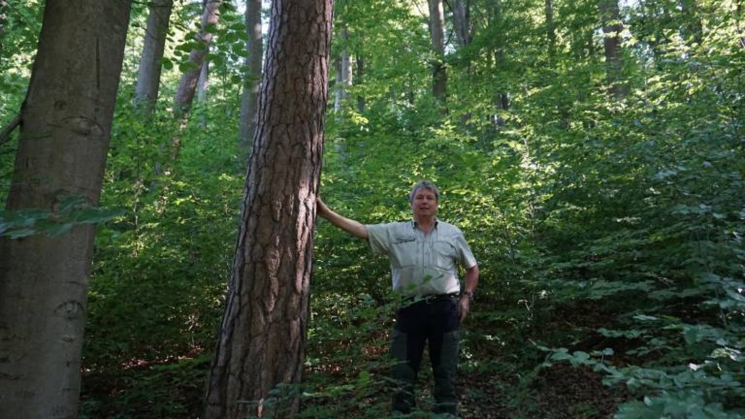 Diese Kiefer in der Nähe des alten Brandplatzes, so zeigt Revierförster Markus Betz bei einem Rundgang im Wald, ist mittlerweile umringt von Buchen, die sich hier natürlich verjüngt haben. 