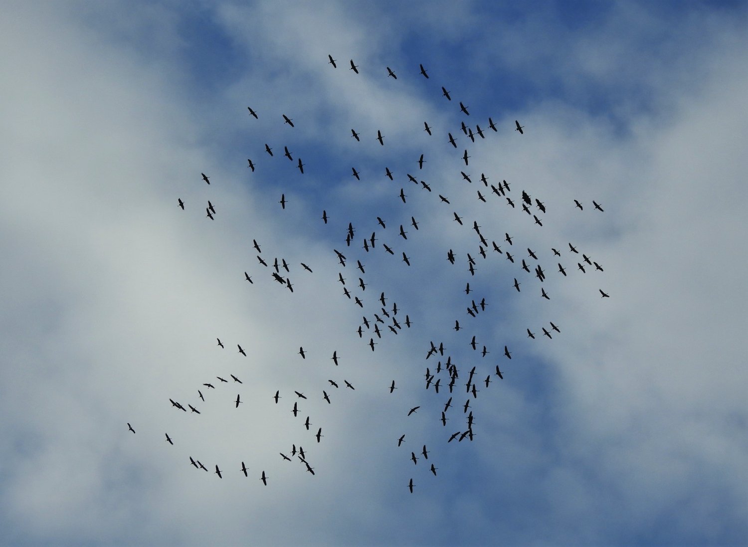 In diesen Wochen ist wieder das großartige Herbstschauspiel ziehender Kraniche am Himmel über Hessen zu sehen.
