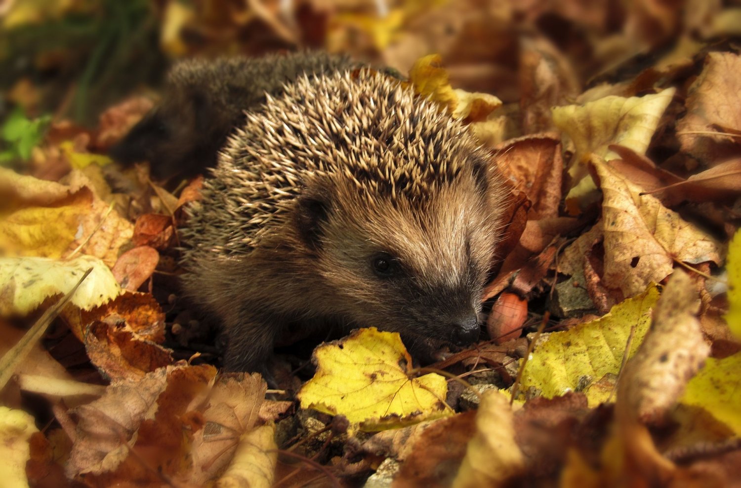 Für die biologische Vielfalt ist es wichtig, nicht nur das Blühen zu fördern, sondern den Insekten und Spinnen, Igeln und Eidechsen auch außerhalb der Blühsaison ihr Dasein zu ermöglichen und so den Fortbestand der Arten zu sichern.