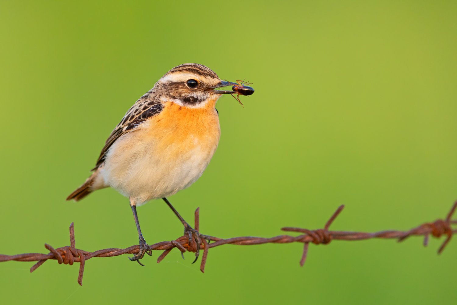 2023 trägt das markante Braunkehlchen (Saxicola rubetra) den Titel und löst damit den Wiedehopf ab.