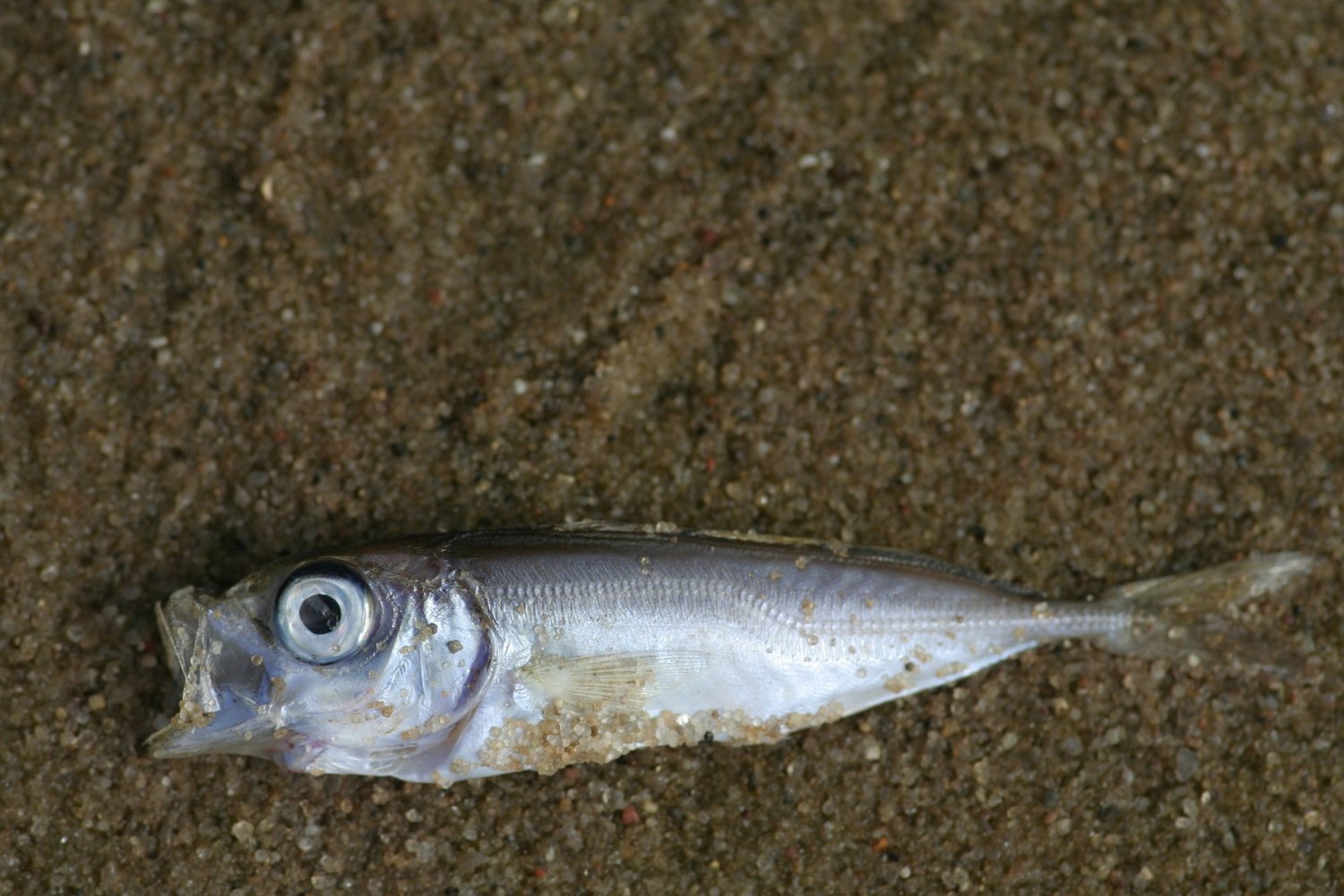Im Maintaler Surfsee sind aus bislang ungeklärten Gründen Fische verendet...