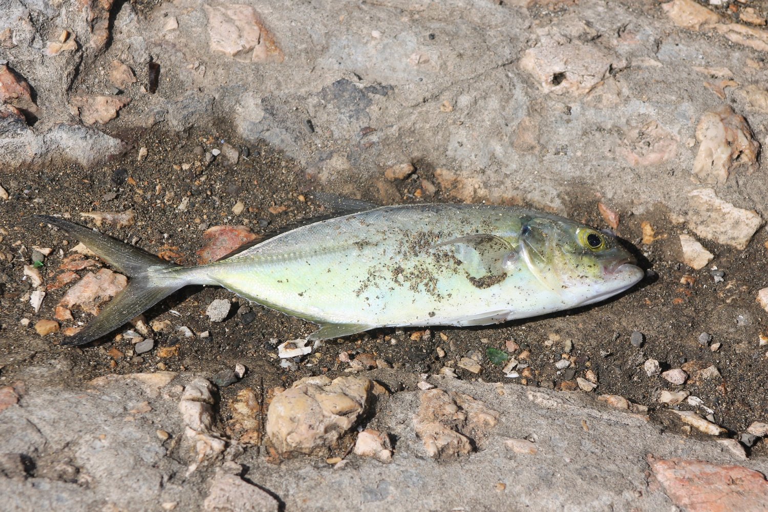 Von der Auswertung erhoffte man sich Rückschlüsse auf die Ursache des unerwarteten Fischsterbens Mitte Oktober. Jetzt liegen die Ergebnisse der Wasseruntersuchung vor.