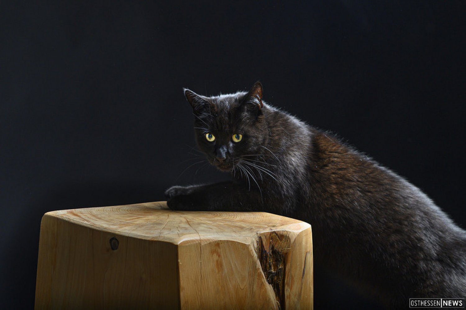 Schlechtes Omen? Schwarze Kater werden oft mit Freitag, dem 13. in Verbindung gebracht 