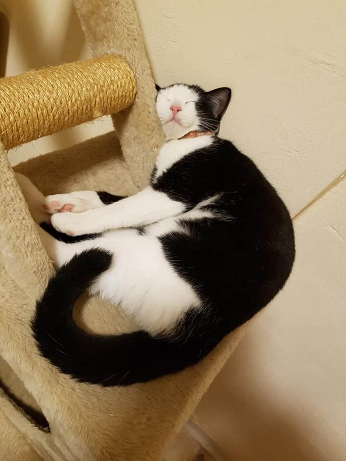 Zwei Jahre lang war Kater Simba aus Freigericht verschwunden