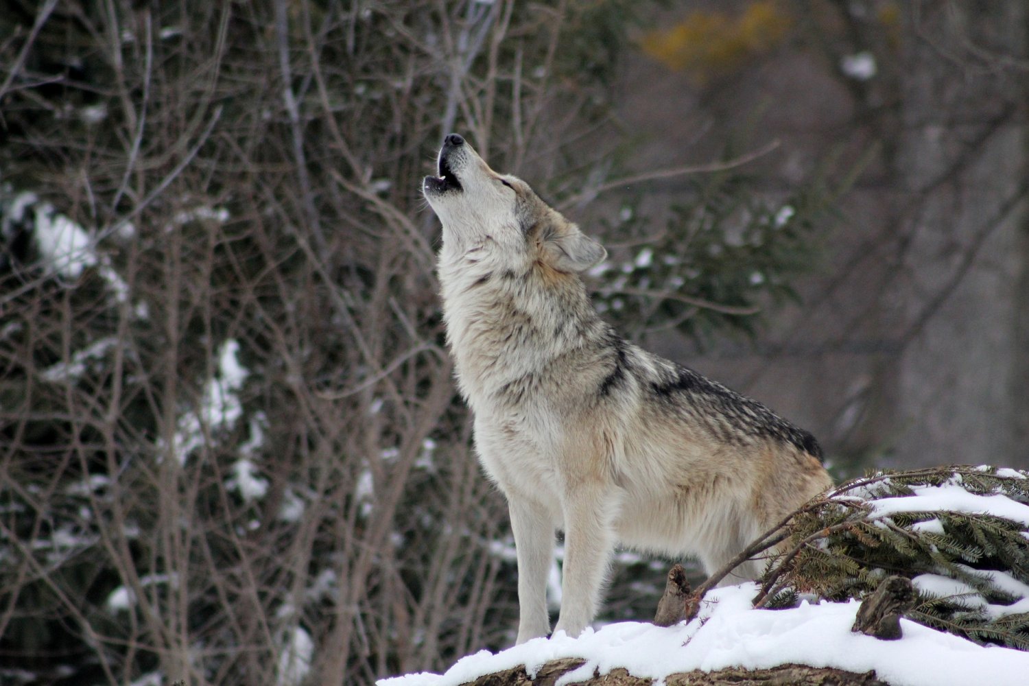 Der Wolf ist zurück in Hessen - und spaltet die Gemüter...