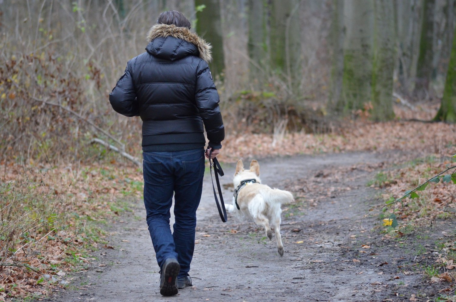 In Erlensee sind aktuell 924 Hunde steuerlich gemeldet.