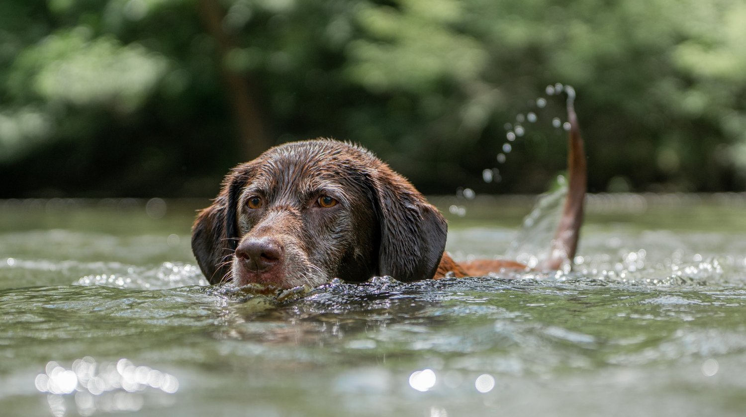 Hunde haben Schwimmverbot im Kinzigsee. Dies wird leider missachtet.