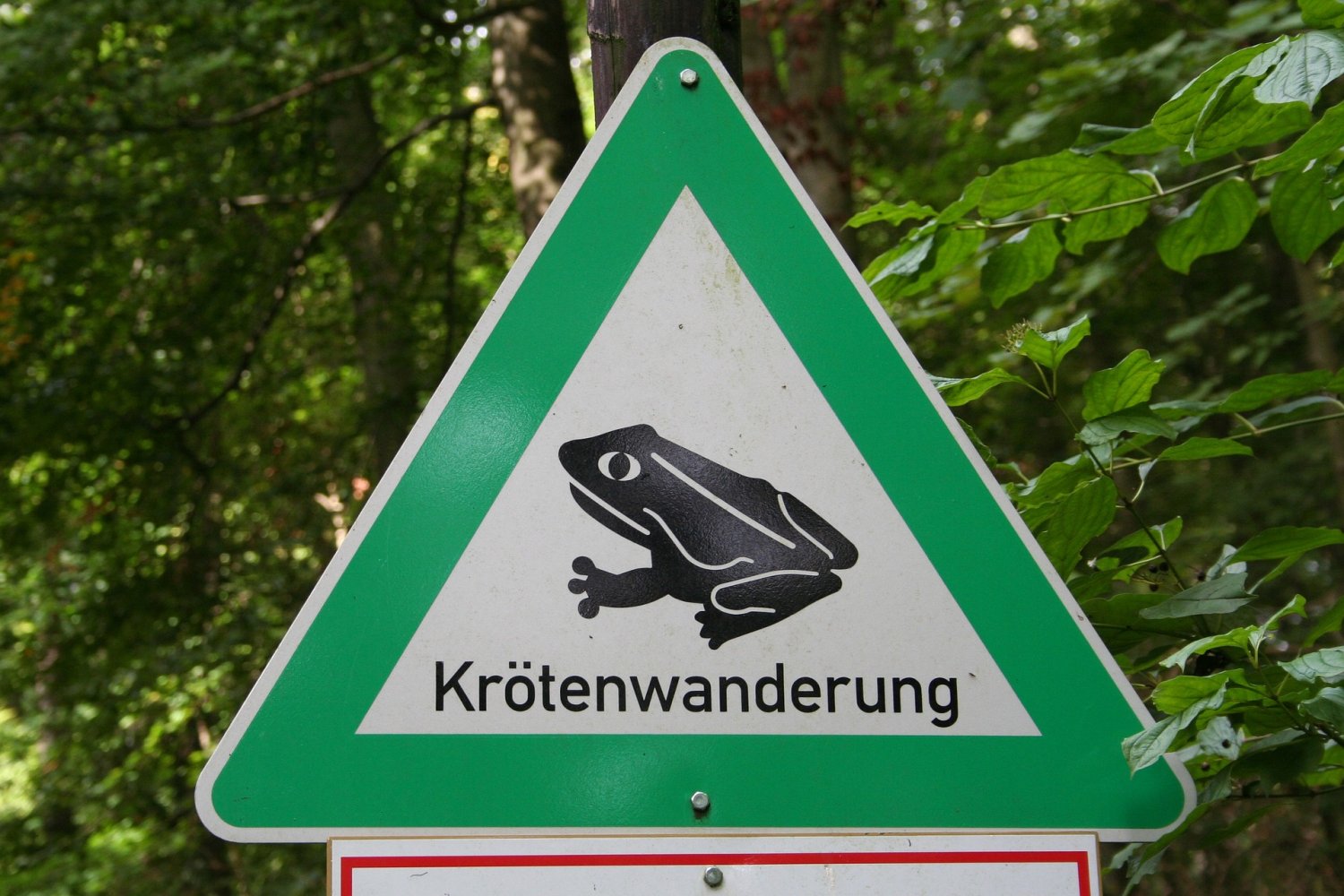 Durch mildere Temperaturen und einsetzenden Regen werden jetzt viele Amphibien aktiv und begeben sich auf Hochzeitsreise.