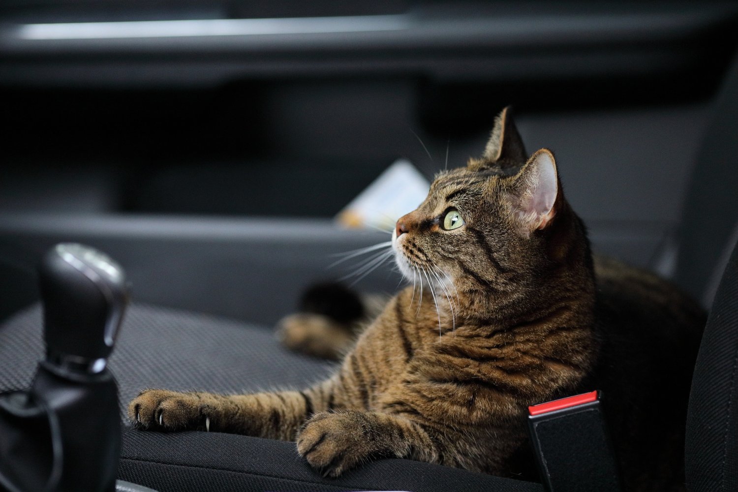 Eine Autofahrerin hatte die Polizei verständigt und mitgeteilt, dass sie gegen 13.45 Uhr, kurz vor dem Hanauer Kreuz, beobachtet habe, wie eine Katze aus einem fahrenden Auto heraus augenscheinlich auf die Fahrbahn geworfen wurde.