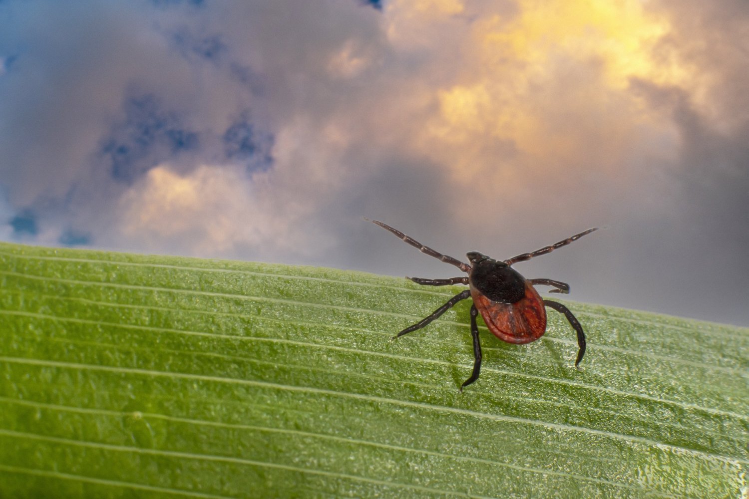 In Deutschland ist je nach Region bis zu einem Drittel der Zecken mit Borrelien befallen.