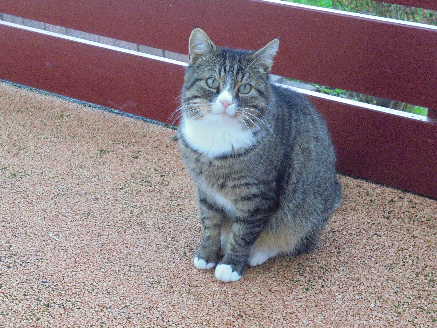 Kater Monti ist wieder da. Trotzdem bleiben viele offene Fragen.