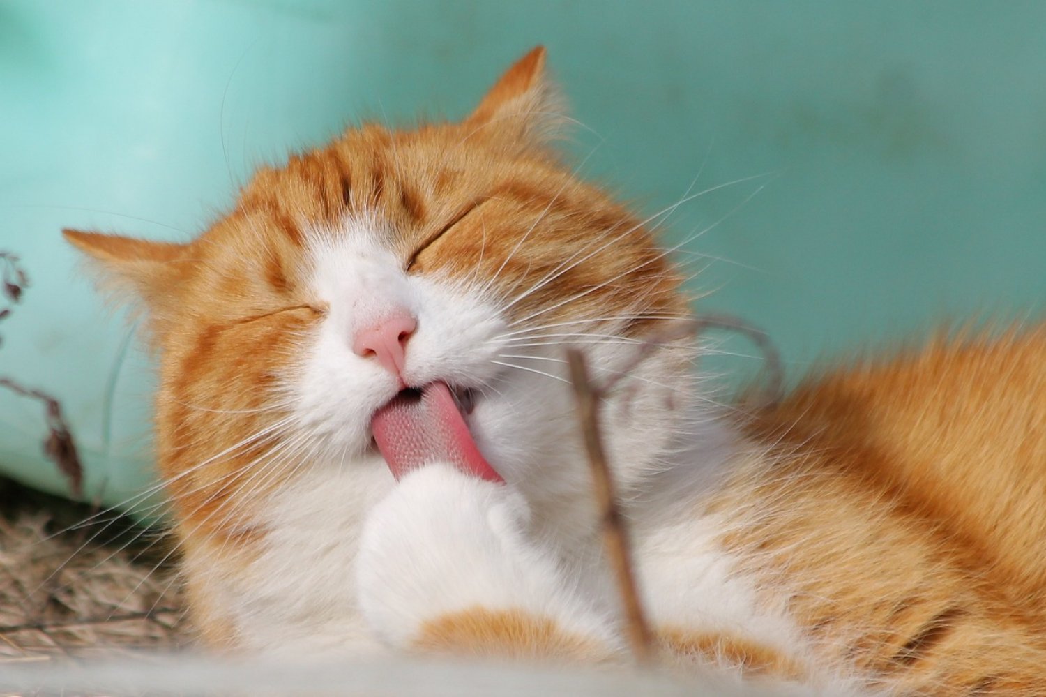 Die Neue Katzenschutzverordnung tritt ab 25. Mai 2023 in Kraft