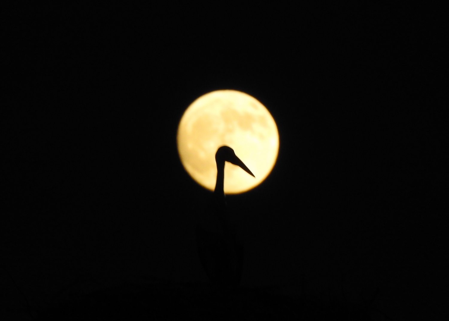Störche unter dem Mond in der Kinzigaue.