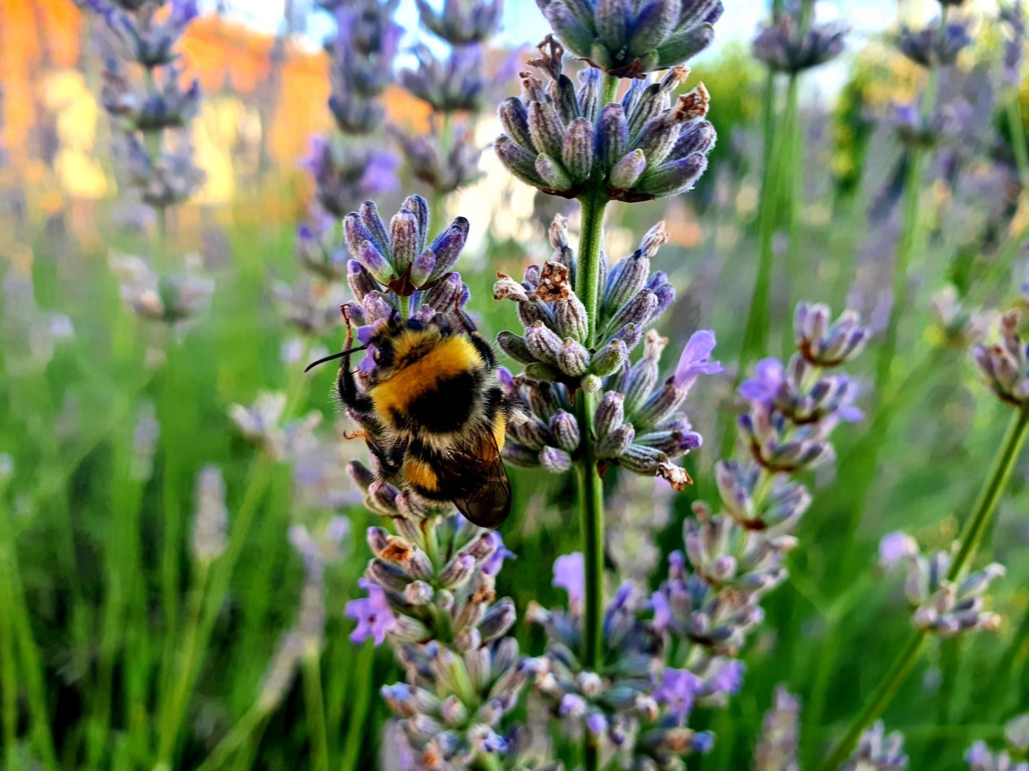 Insekten wie Blaue Holzbiene, Gartenhummel und Schmetterlinge sieht man bei der Nahrungssuche.