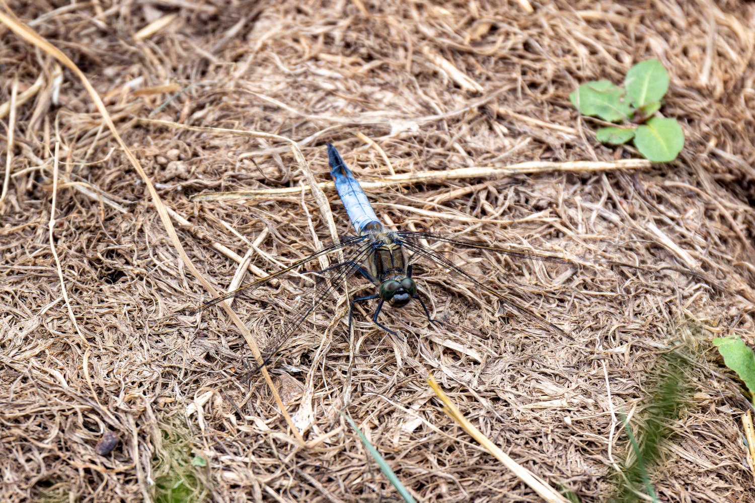 Eine Libelle hat sich am Wegesrand niedergelassen.