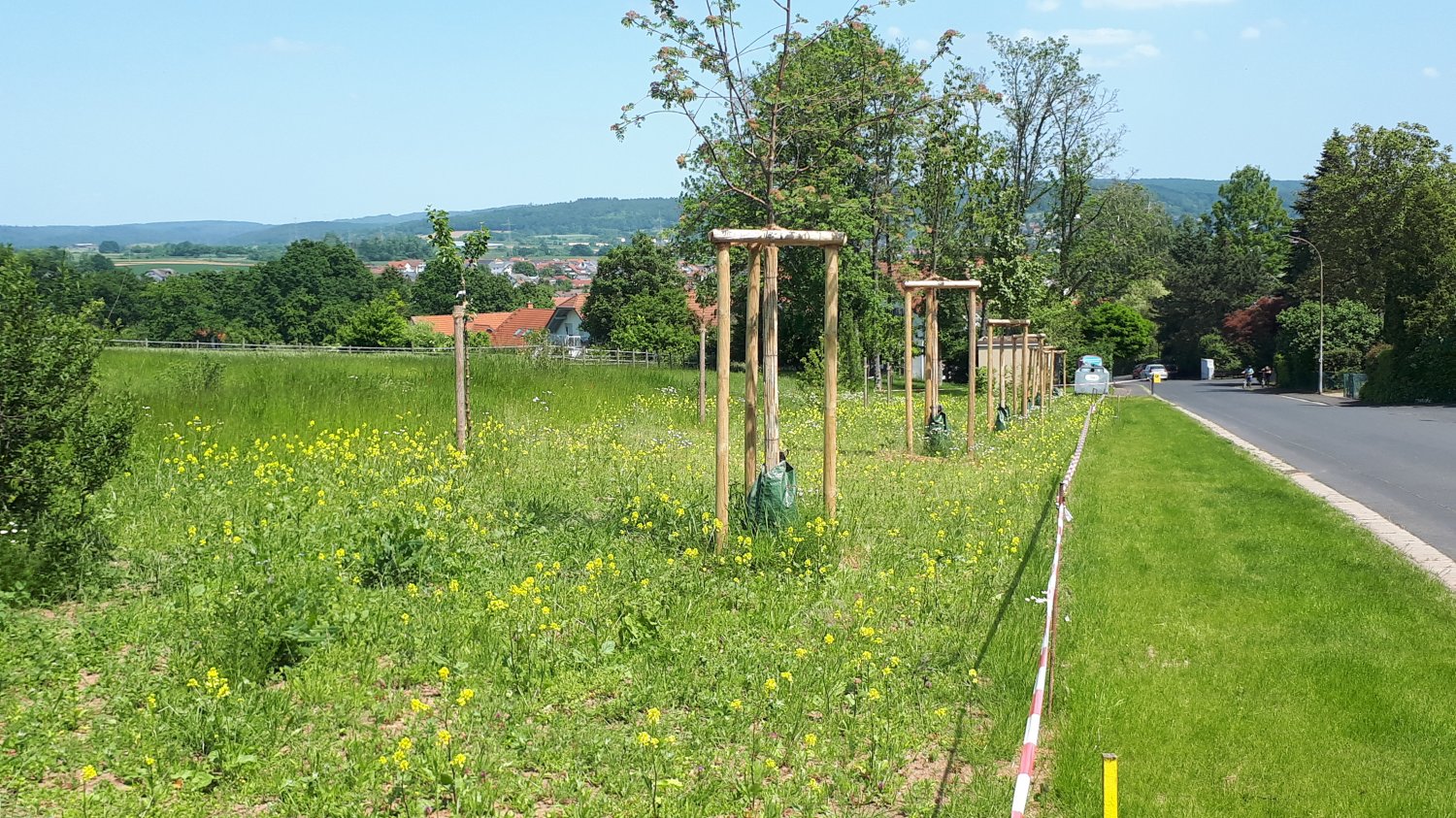 Die umgestaltete Fläche des ehemaligen Birkenwäldchens im Ortsteil Rothenbergen zeigt die blühende Wiese mit den neu gepflanzten Hochstämmen.
