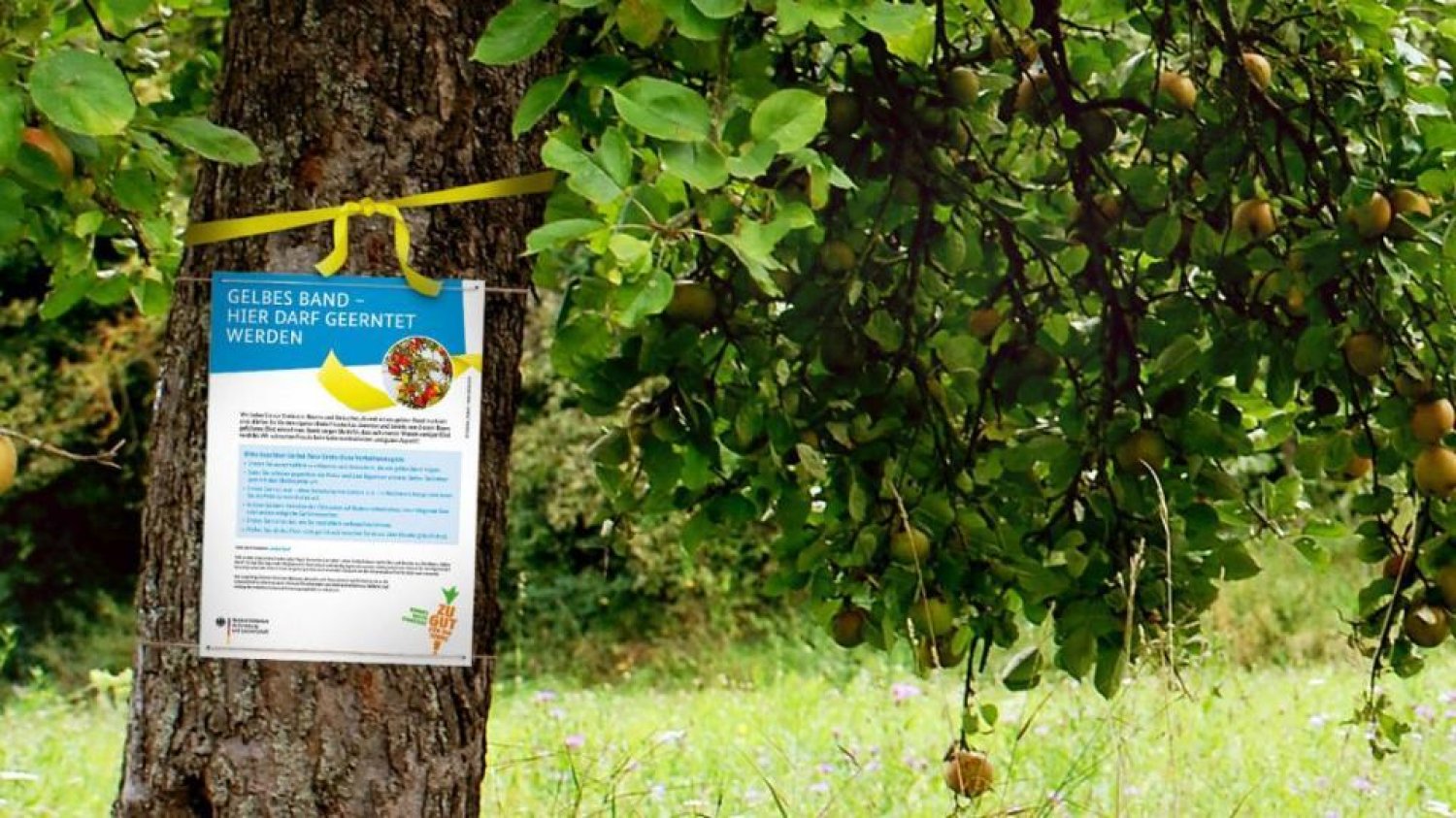 Obstbaum-Besitzer können sich an der Ernteaktion in Wächtersbach beteiligen.
