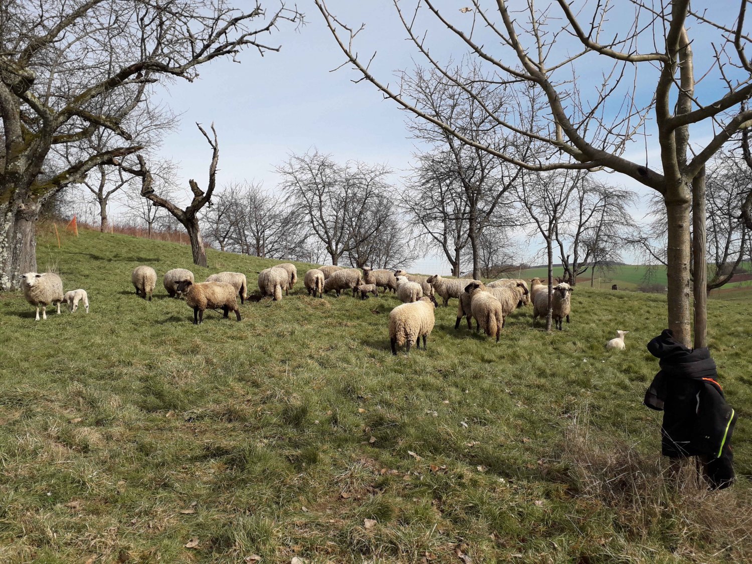 David Meyers sorgt für Wiesenmäher auf vier Beinen. Mit seinen Schafen wird der Landwirt die Beweidung der städtischen Obstwiesen übernehmen.