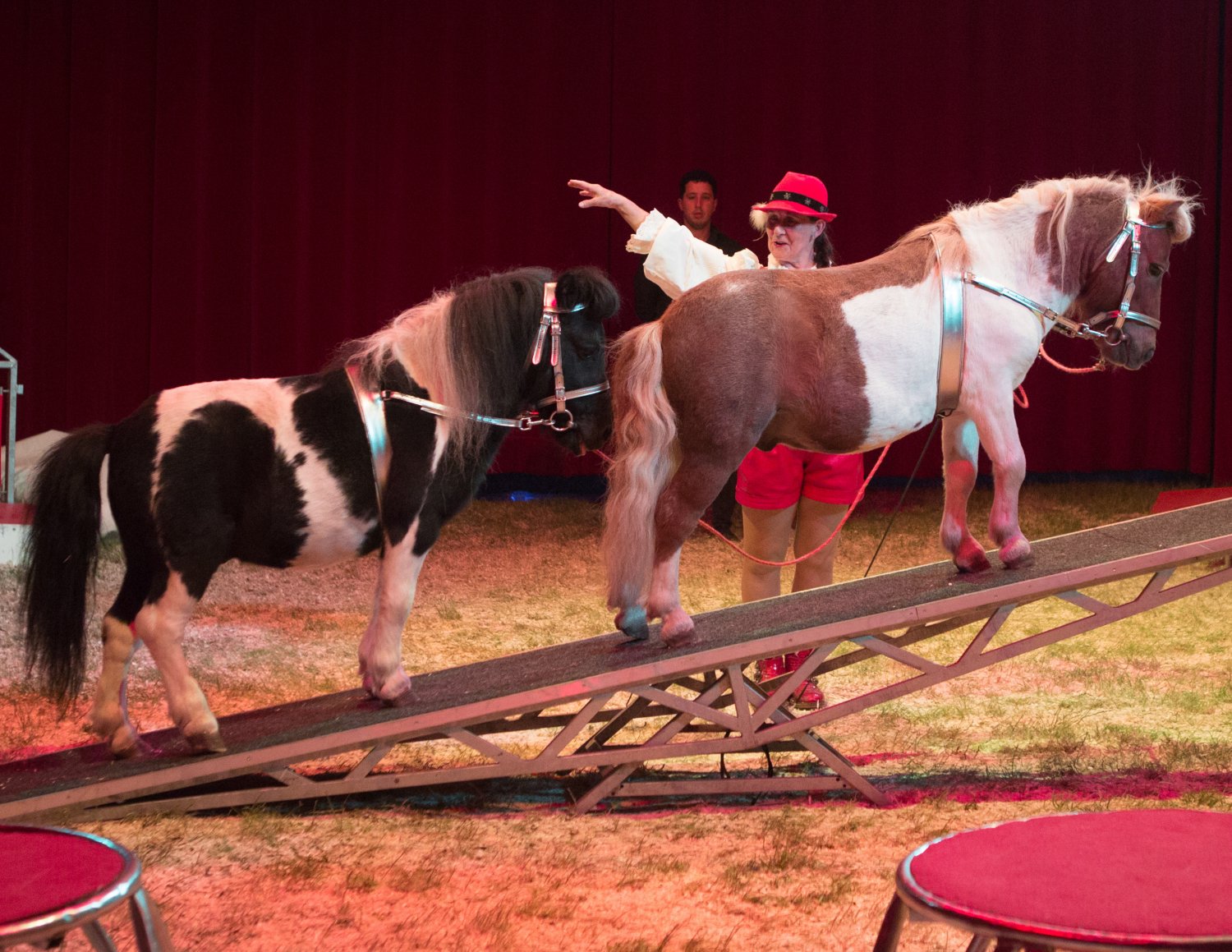 Der große Circus Freiwald aus den Niederlanden kommt zum 1. Mal nach Gelnhausen mit seinen internationalen Spitzenartisten, Clowns und vielen Tieren von Freitag, 15. September, bis einschließlich Sonntag, 24. September.