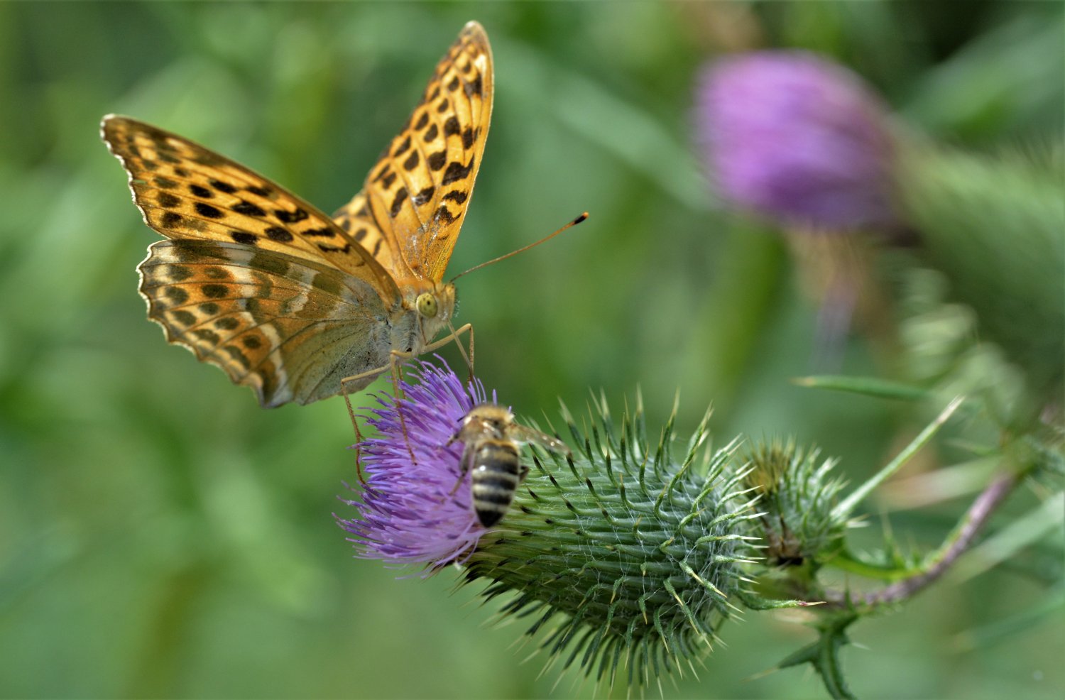 Mit dem Projekt Main.Kinzig.Blüht.Netz sollen kreisweit Wildblumenfläche entstehen, damit Insekten wie der Kaisermantel wieder mehr Nahrung und Lebensräume finden. Dafür werden aktuell noch Blühbotschafter für Maintal gesucht.