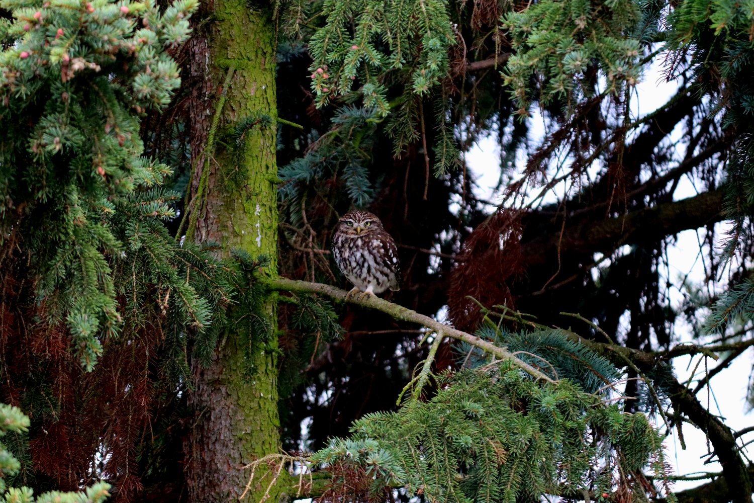 An Wohnraum mangelt es auch dem Steinkauz (Athene noctua). Er braucht alte Bäume mit Höhlen im Offenland.