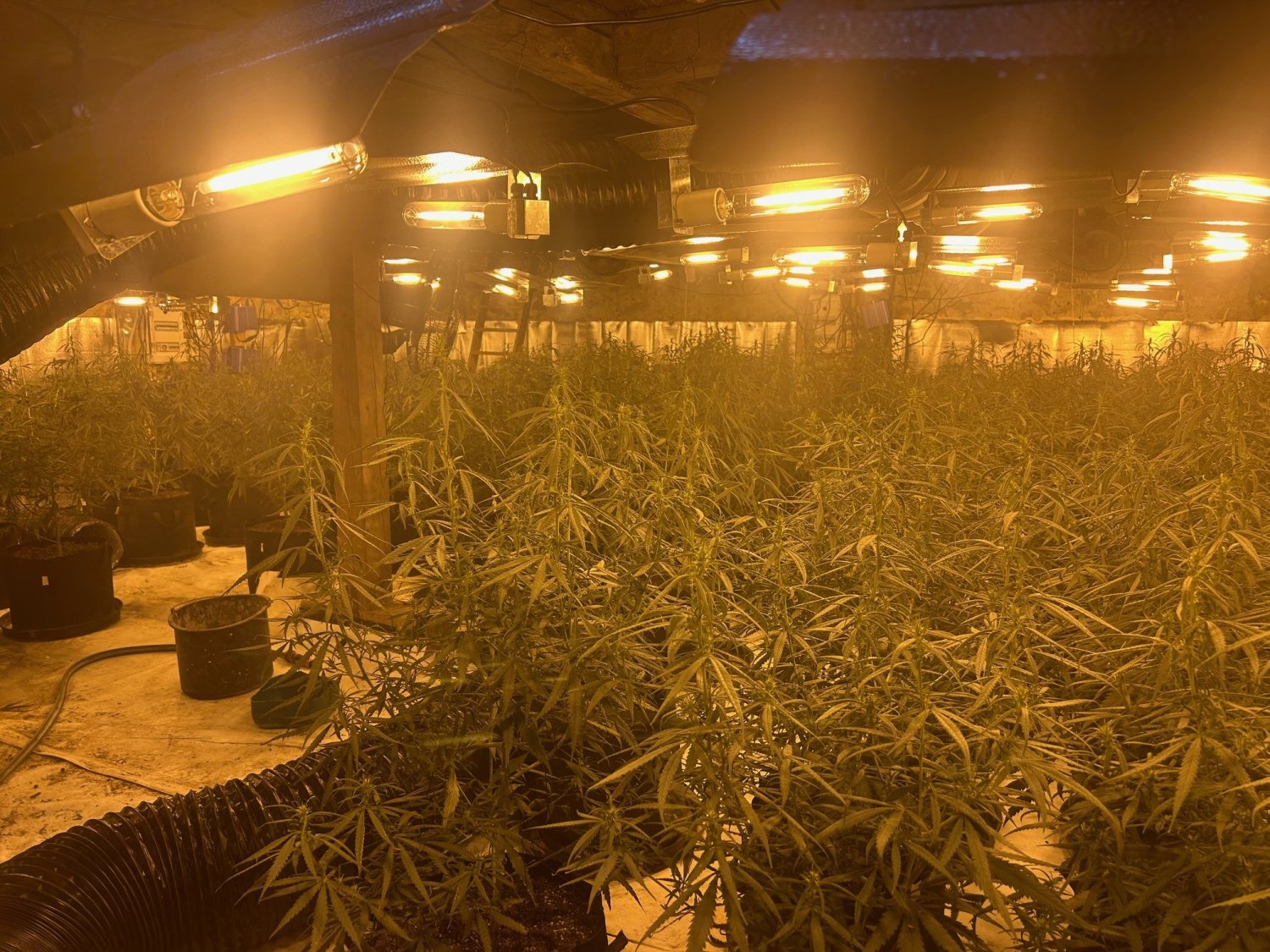 Die Marihuana-Plantage in der Scheune in Hüttengesäß