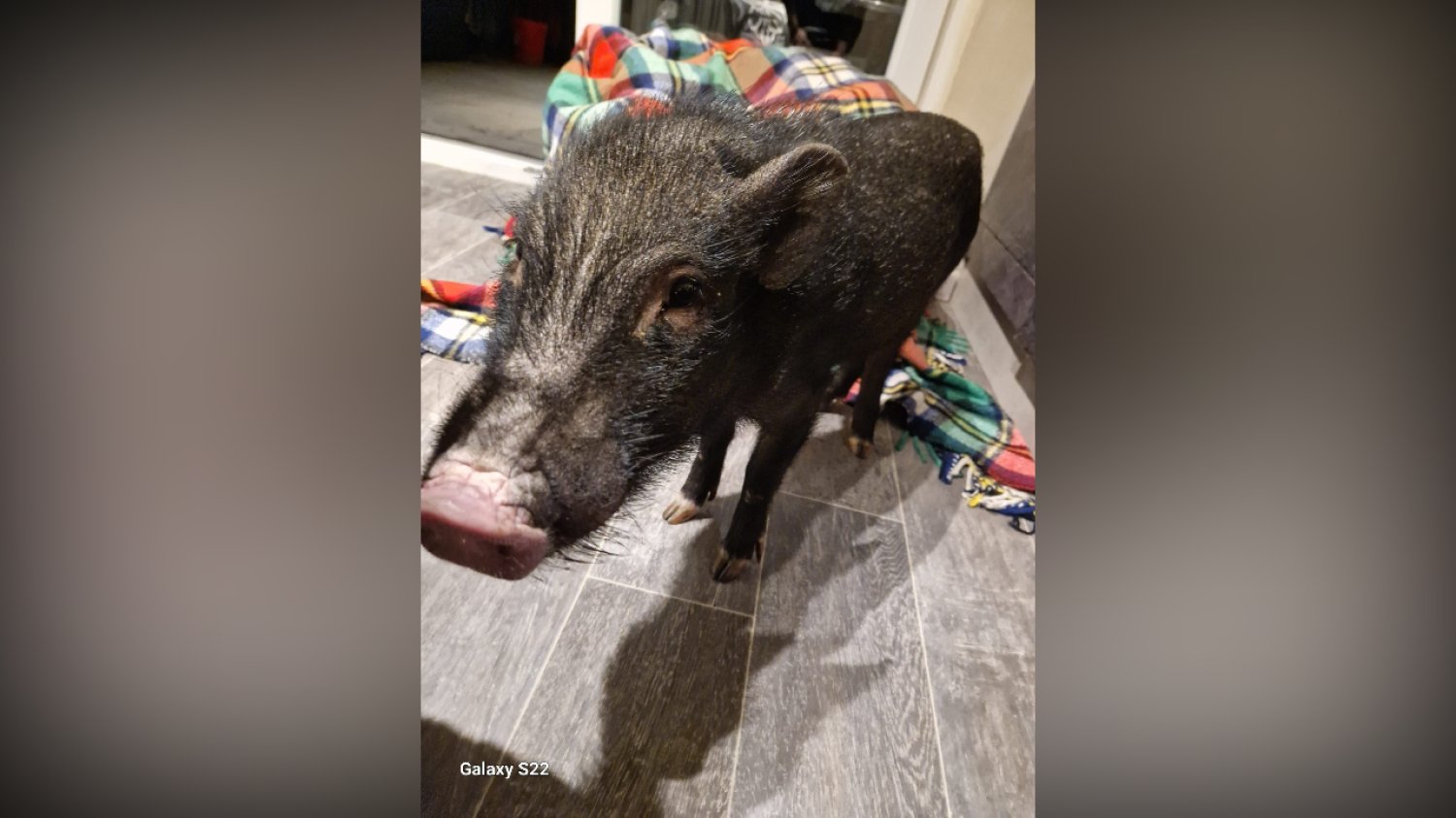 Ein gerettetes Mini-Schwein