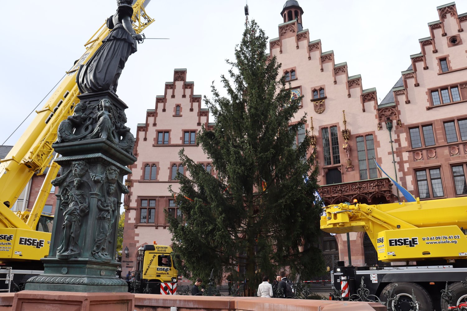 Sonny heißt der diesjährige Weihnachtsbaum, der den Frankfurter Römerberg zieren wird.