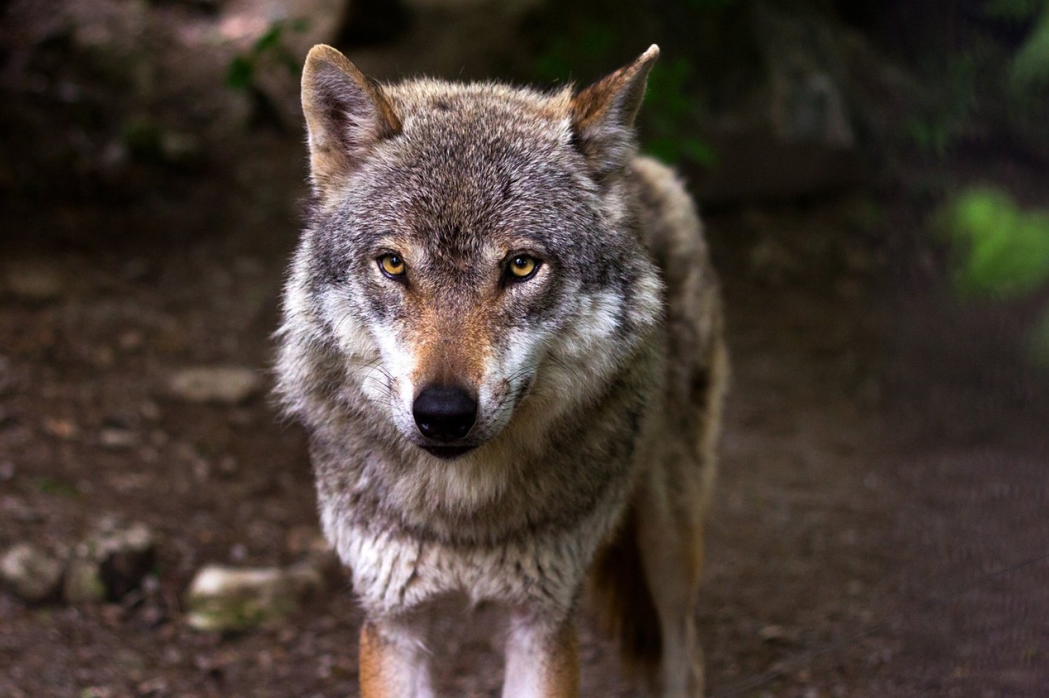 Immer wieder sorgen im Main-Kinzig-Kreis und angrenzenden Regionen Wolfssichtungen und Risse von Wild- oder Nutztieren für Schlagzeilen.