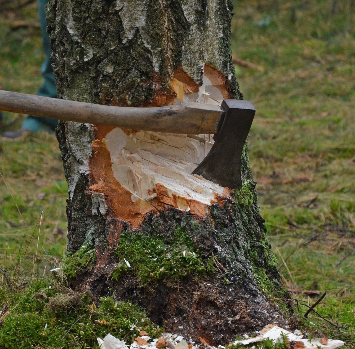 Bad Vilbel: Fällung im Rahmen des Parkpflegewerks