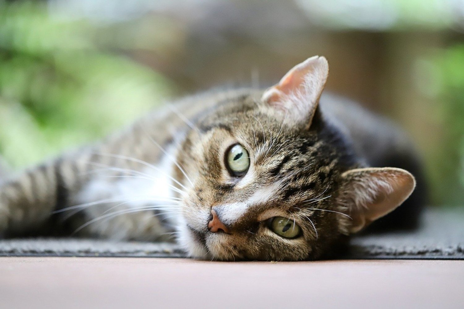 Das Amtsgericht Hanau hat entschieden, dass ein Tierheim keine Befugnis besitzt, vermittelte Tiere ihren Besitzern eigenmächtig wieder wegzunehmen.