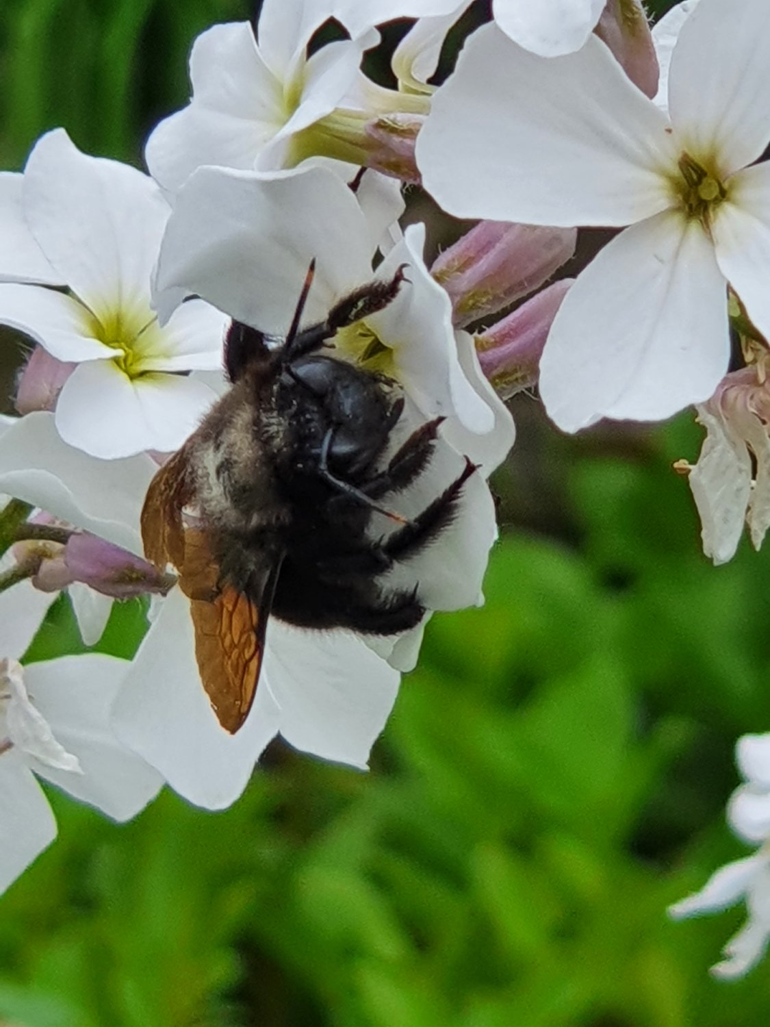 Wildbienen und Co sind von vielfältigem, regionalem Blütenangebot abhängig