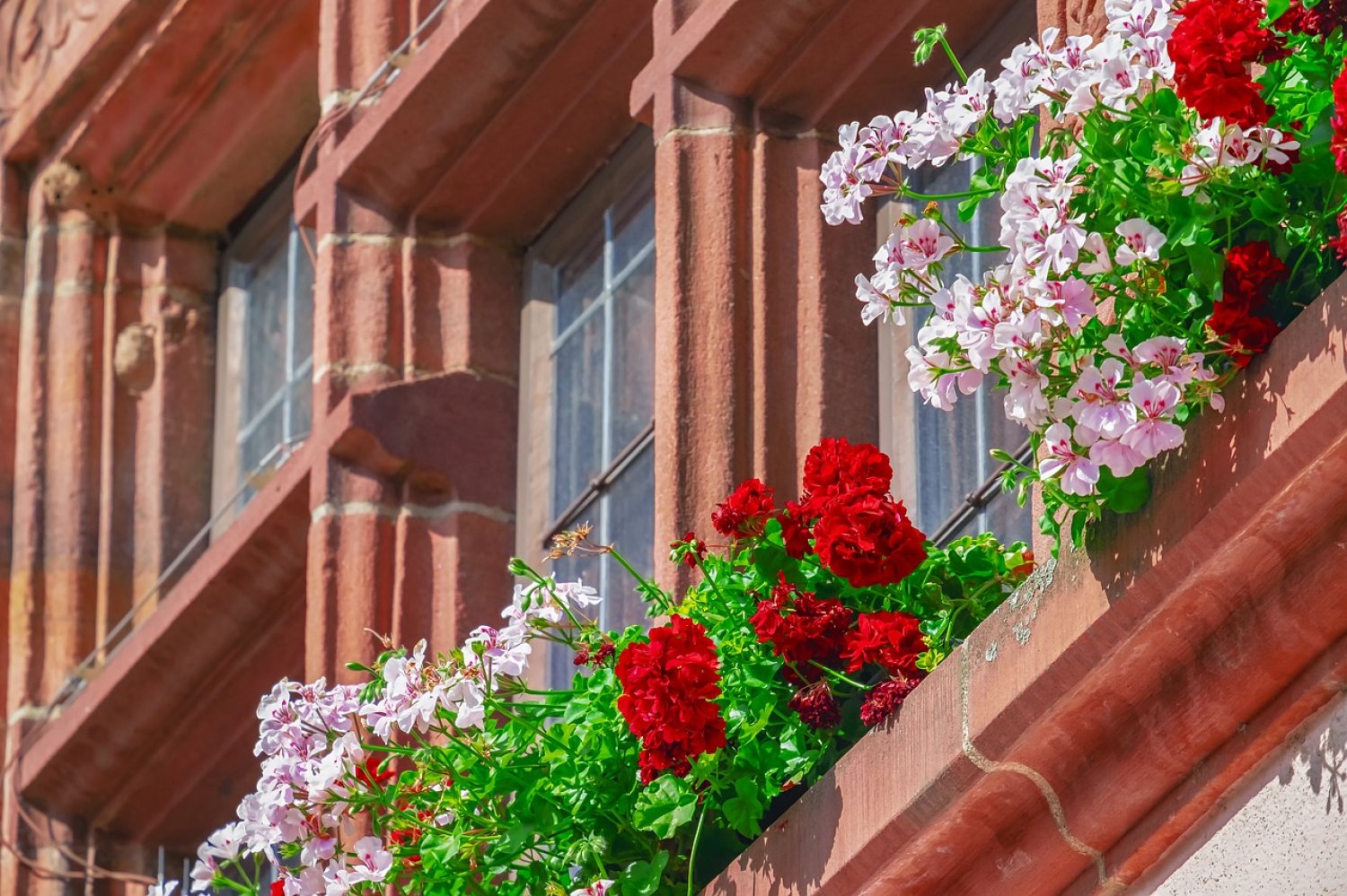 Bei Garten- und Balkonbesitzenden stehen immer noch viele Pflanzen hoch im Kurs, die zwar schön anzusehen sind, aber wenig für die Artenvielfalt tun...