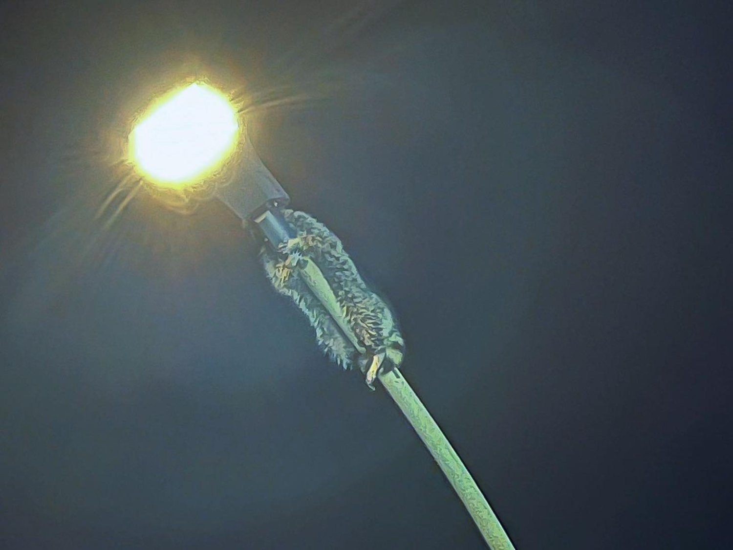 Der Waschbär sitzt auf einer Straßenlaterne fest
