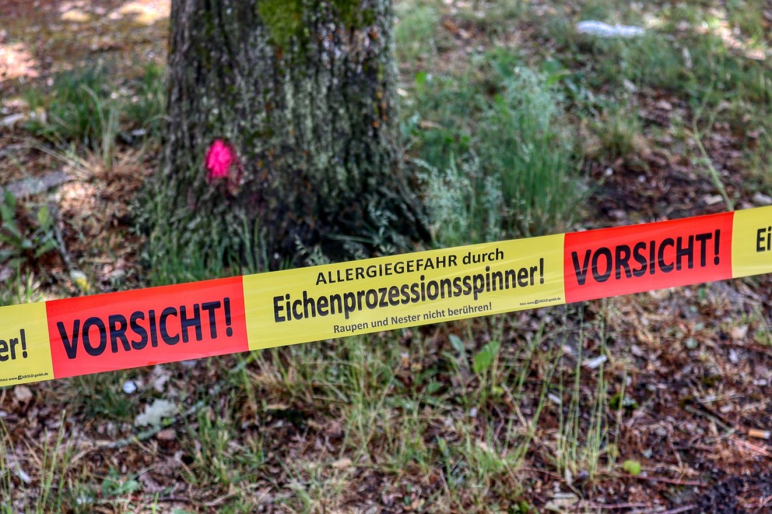 Um mögliche gesundheitliche Beeinträchtigungen durch die feinen Brennhaare des Eichenprozessionsspinners zu vermeiden, werden die Raupen im Maintaler Stadtgebiet bekämpft.