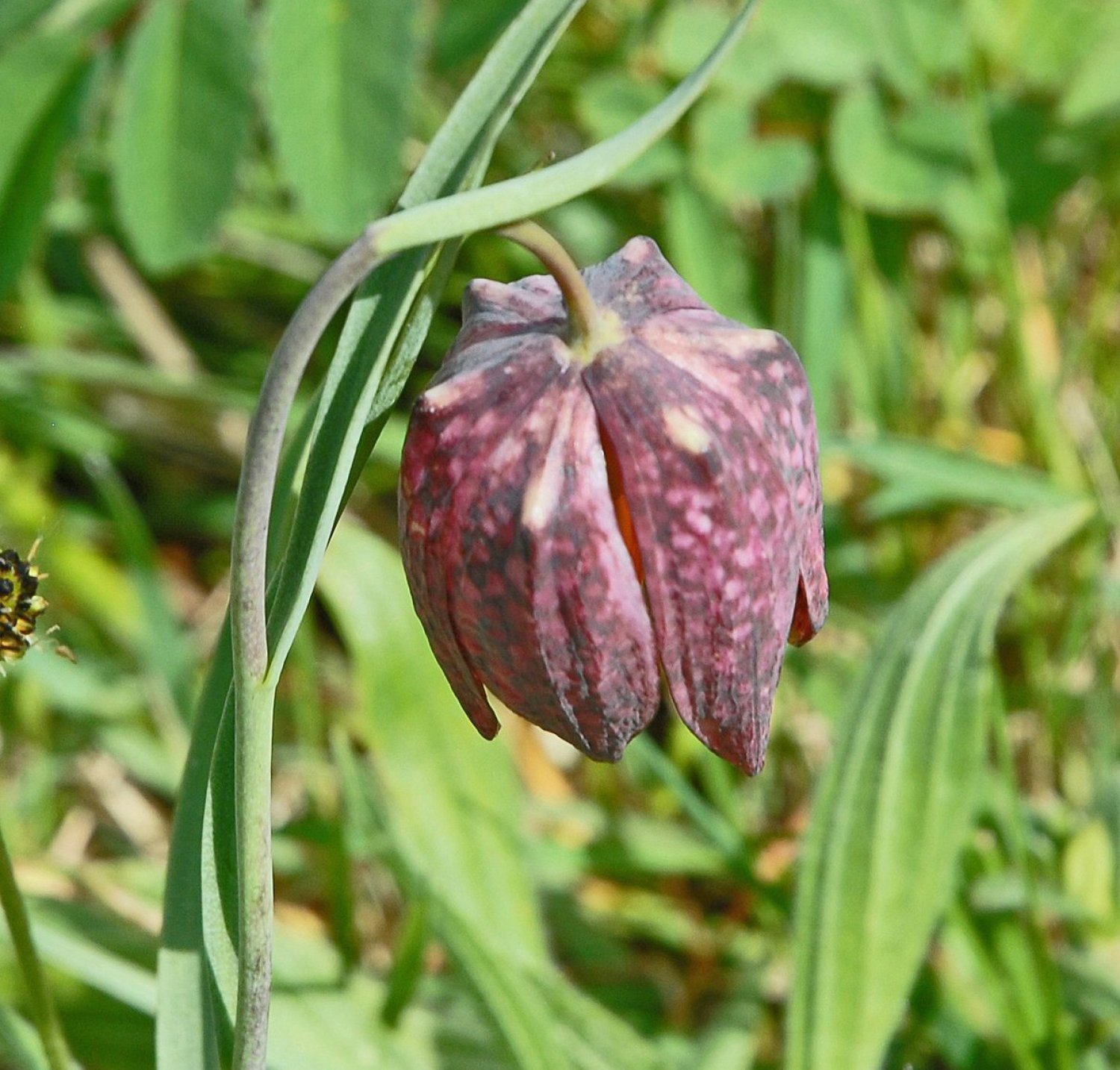 Wenn die Rede von der Schachblume ist, dann kommt der Sinntaler Ortsteil Altengronau ins Spiel.